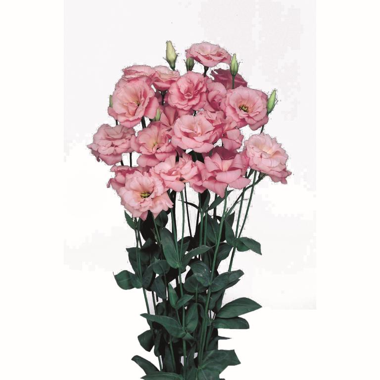 Eustoma grandiflorum, 'Echo Light Pink', F1 Hybrid