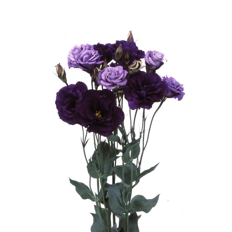 Eustoma grandiflorum, 'Echo Purple', F1 Hybrid