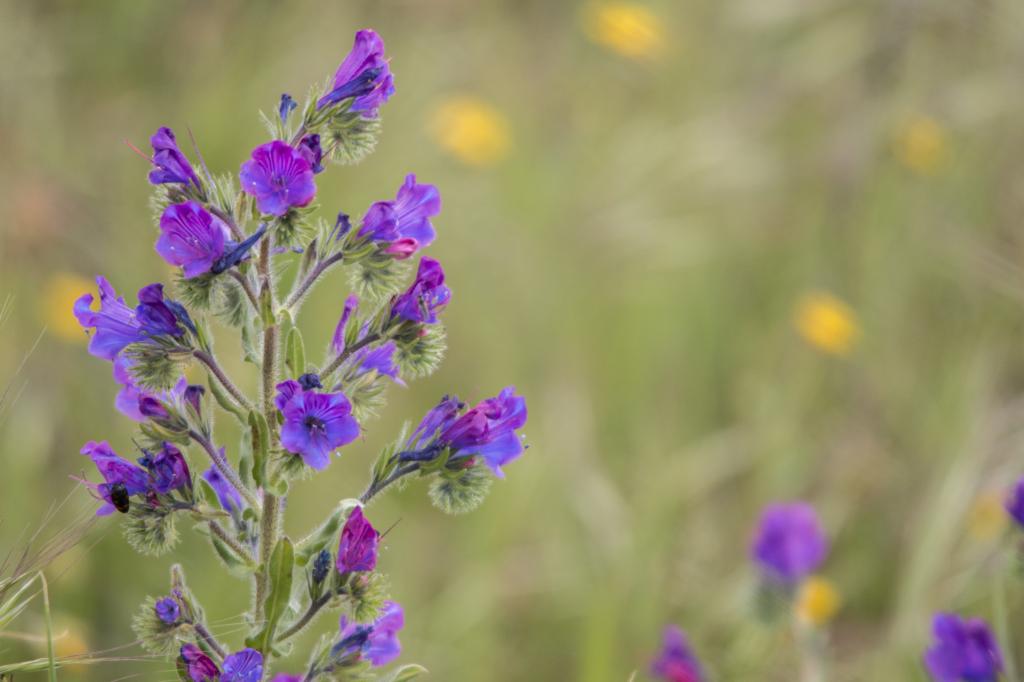 Echium creticum