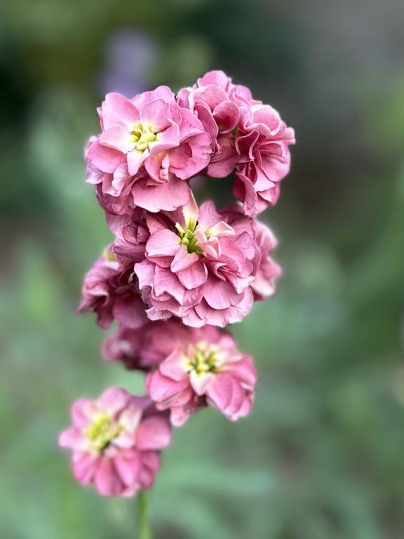 Matthiola incana, 'Stox Antique Rose'