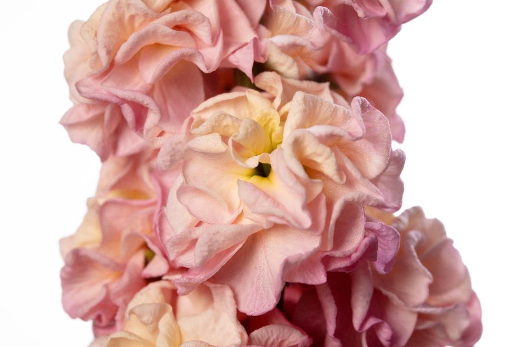 Matthiola incana, 'Stox Champagne'