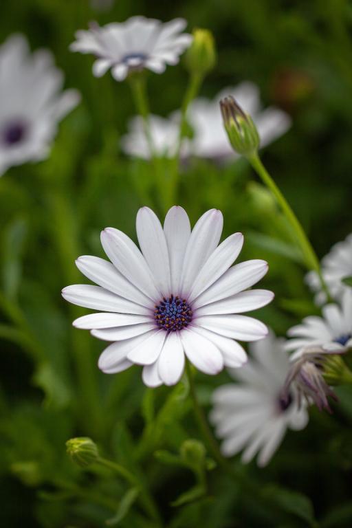 Osteospermum ecklonis, White
