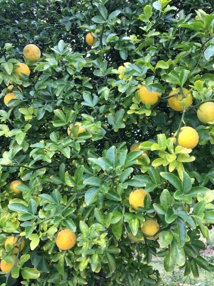 Poncirus trifoliata