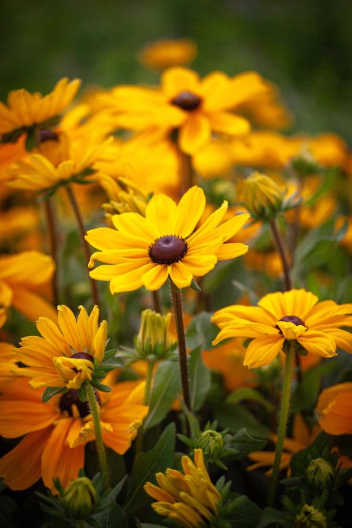 Rudbeckia hirta, 'Viviani'