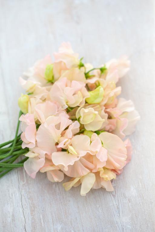 Lathyrus odoratus, 'Castlewellan'