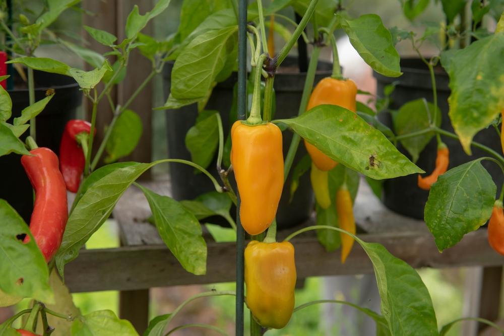 Capsicum, Sweet Pepper, 'Midas'