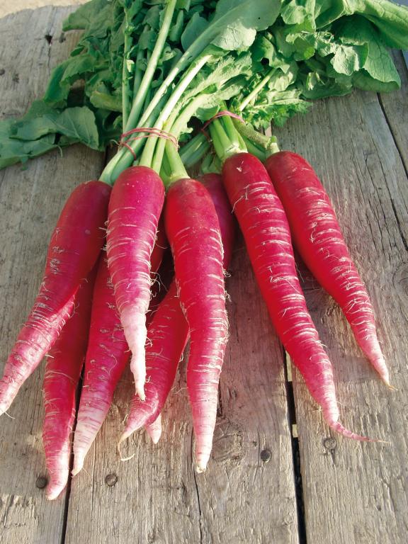 Radish, 'Ostergruss Rosa'