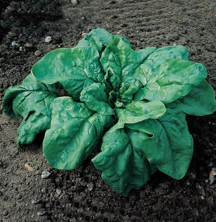 Spinach, 'Giant Winter' ('Gigante de Invierno')