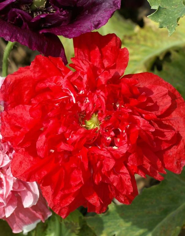 Papaver somniferum var. paeoniflorum, 'Scarlet Peony'
