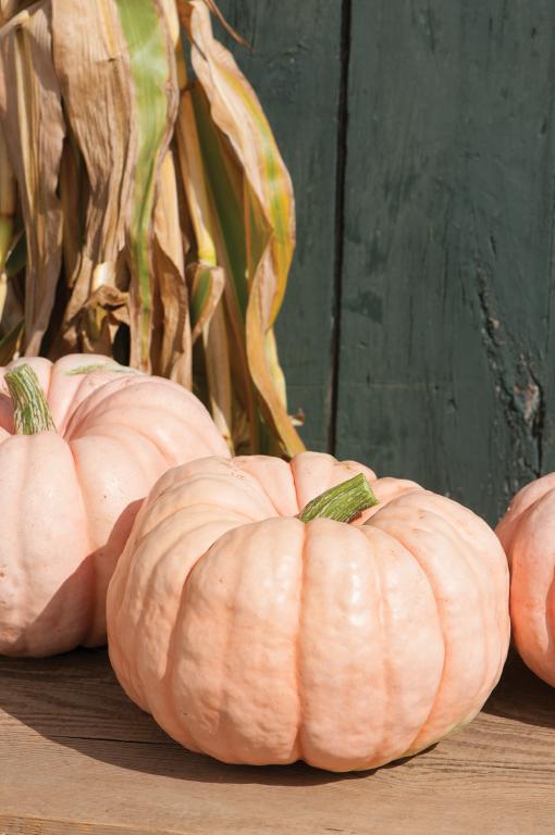 Squash, 'Crown Prince, Pink', F1 Hybrid