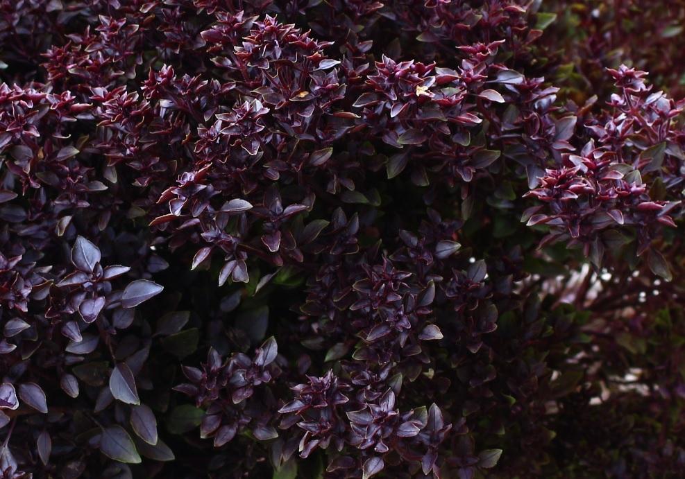 Basil, 'Purple Ball'