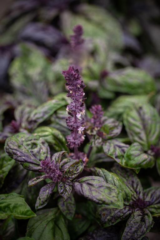 Basil, 'Sally', Lettuce Leaved