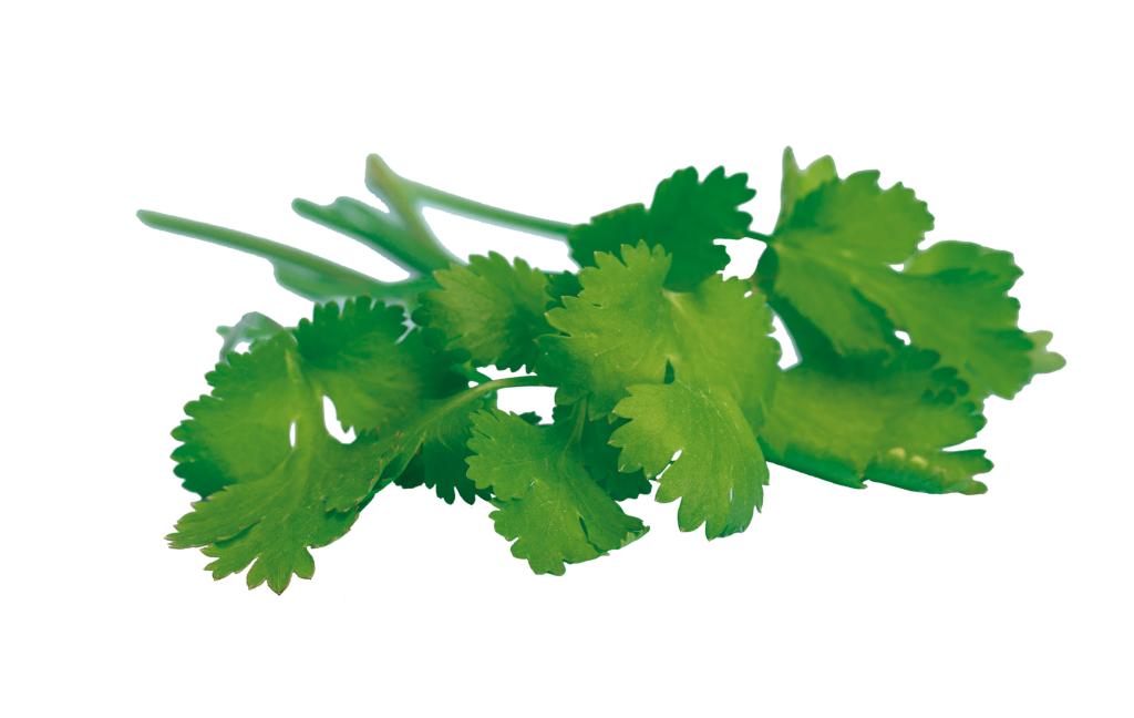 Coriander, 'Shanghai'
