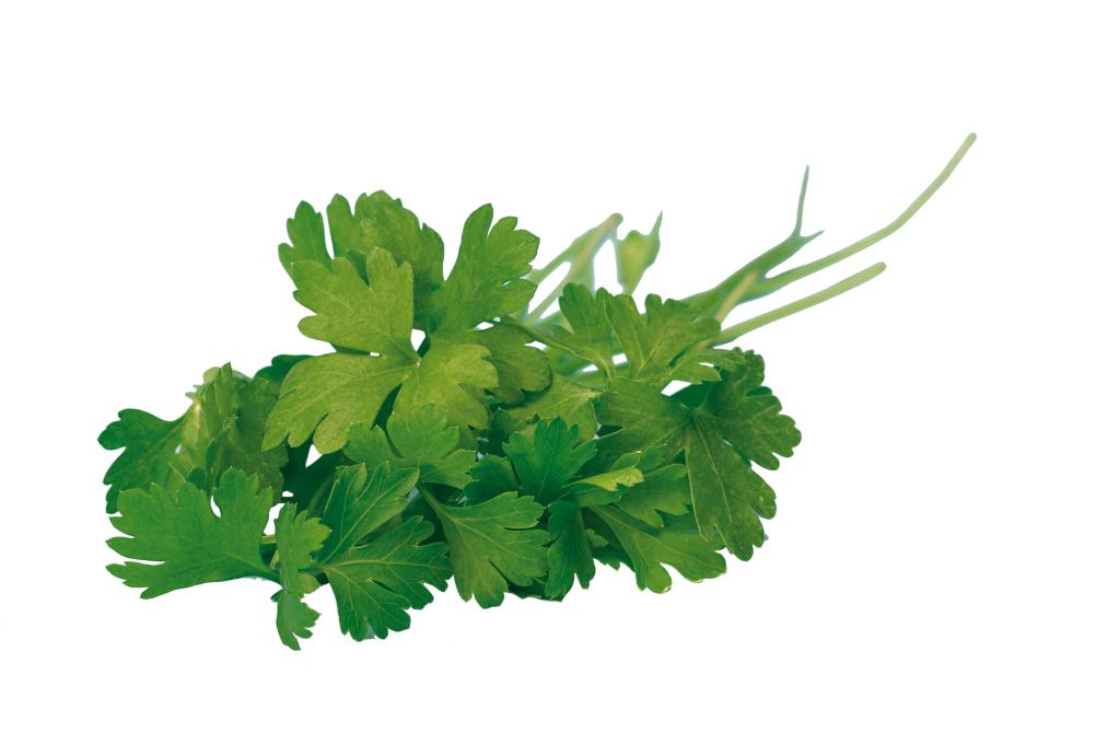 Parsley Flat-Leaved, 'Lion'