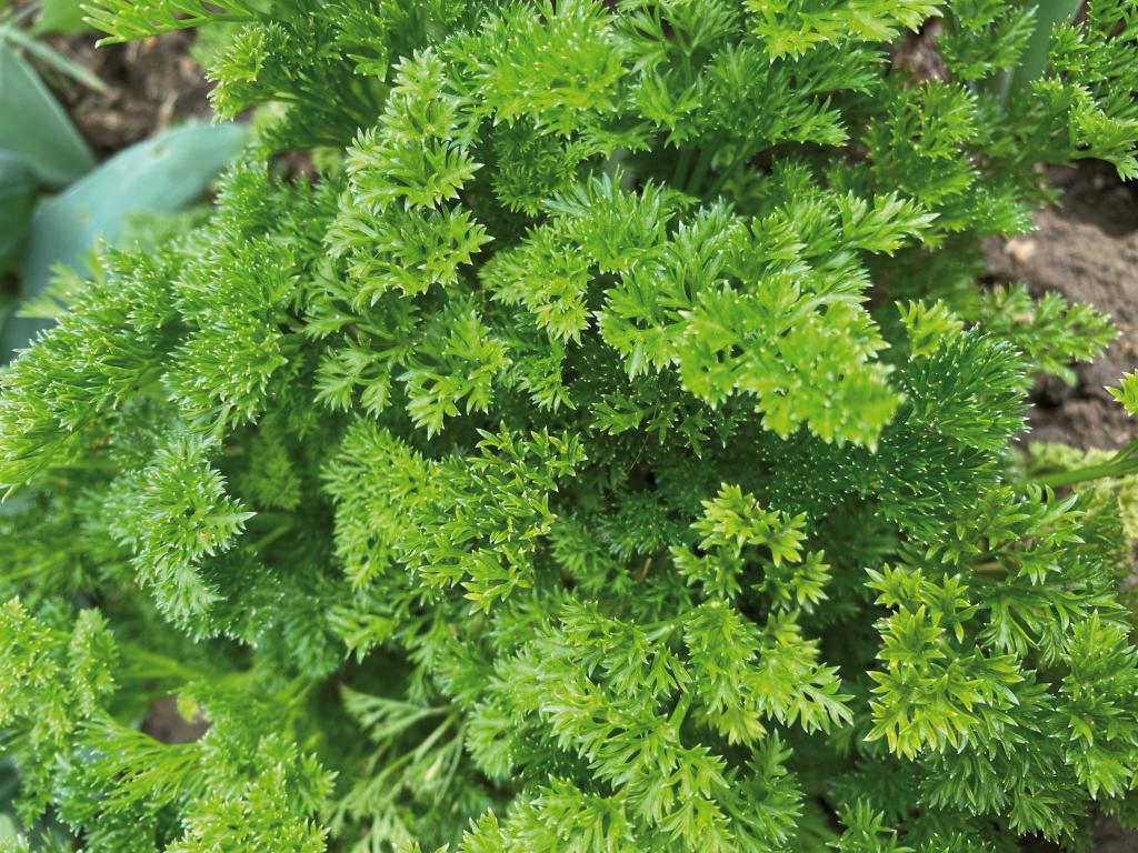 Parsley Flat-Leaved, 'Menuette'