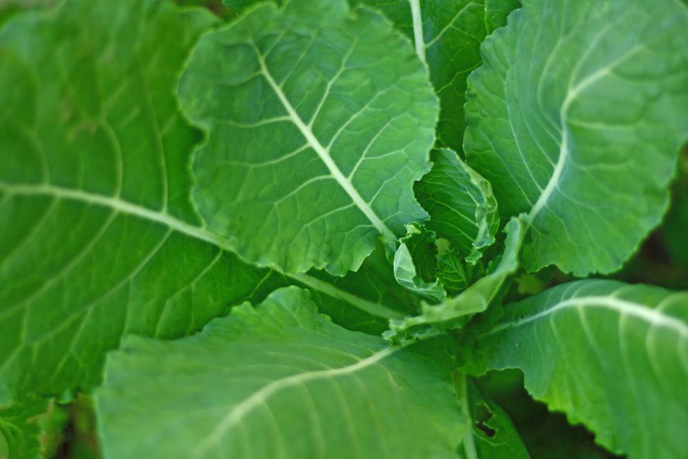 Kale, 'Galega de Folhas Lisas'