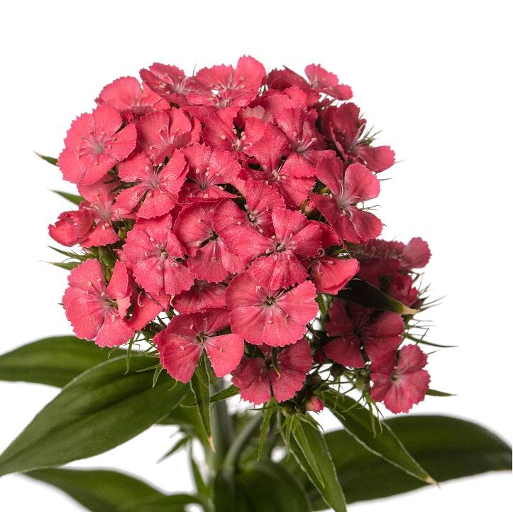 Dianthus barbatus, 'Barbienne Salmon'