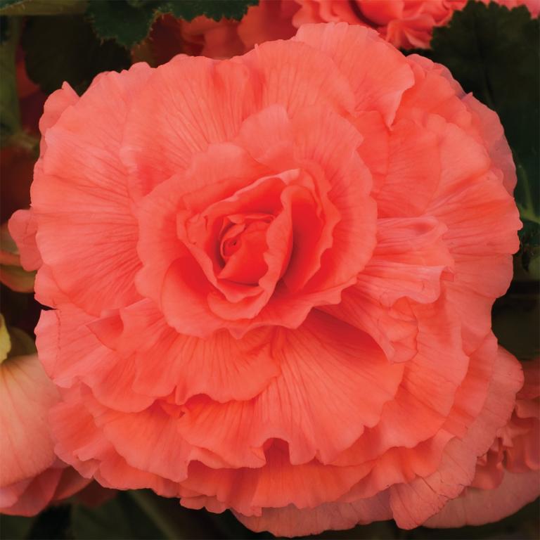 Begonia x tuberosa, 'Ruffled Coral Salmon'