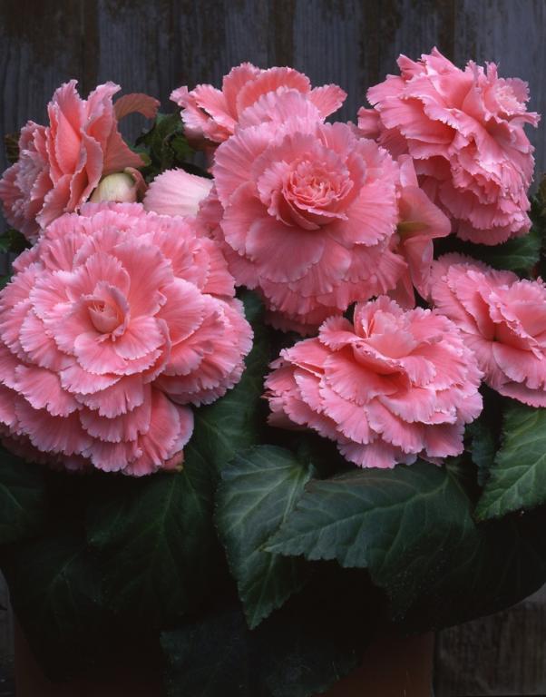 Begonia x tuberosa, 'Picotee Lace Pink'