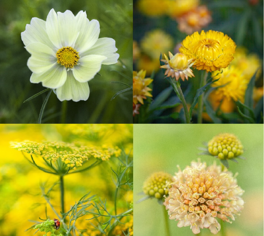 Chiltern Cutting Collections, 'Golden Anniversary'
