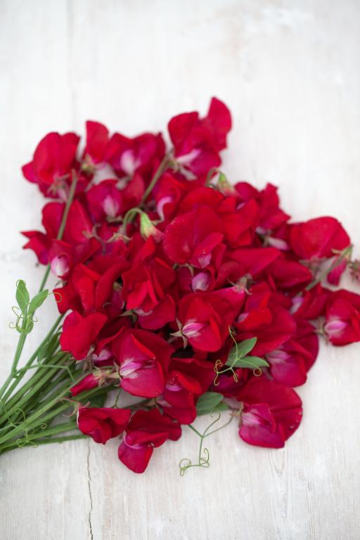Lathyrus odoratus, 'Winston Churchill'
