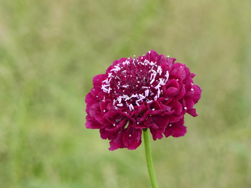 Scabiosa atropurpurea, 'QIS' Dark Red