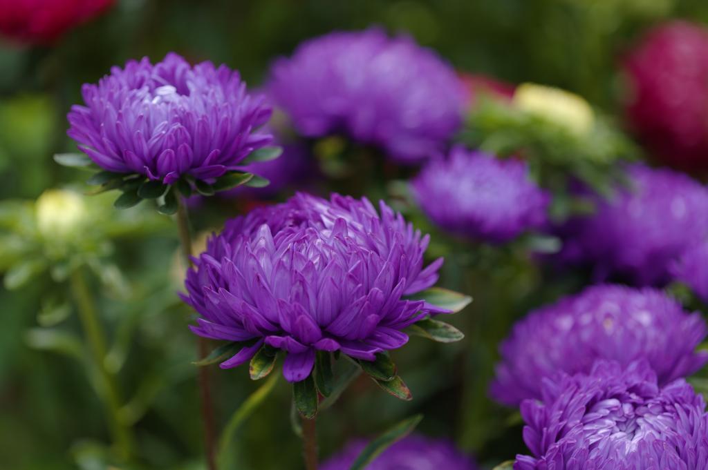 Callistephus chinensis, 'King Size Violet'