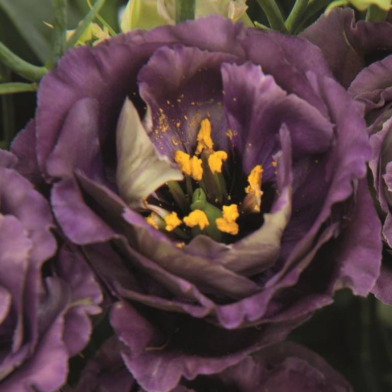 Eustoma grandiflorum, 'Rosanne Black Pearl', F1 Hybrid