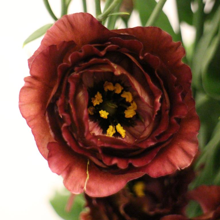 Eustoma grandiflorum, 'Rosanne Deep Brown', F1 Hybrid