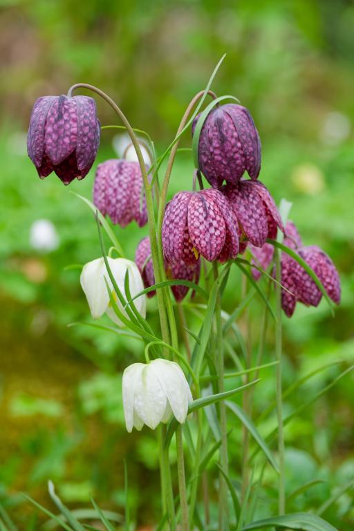 Fritillaria meleagris, Mixed