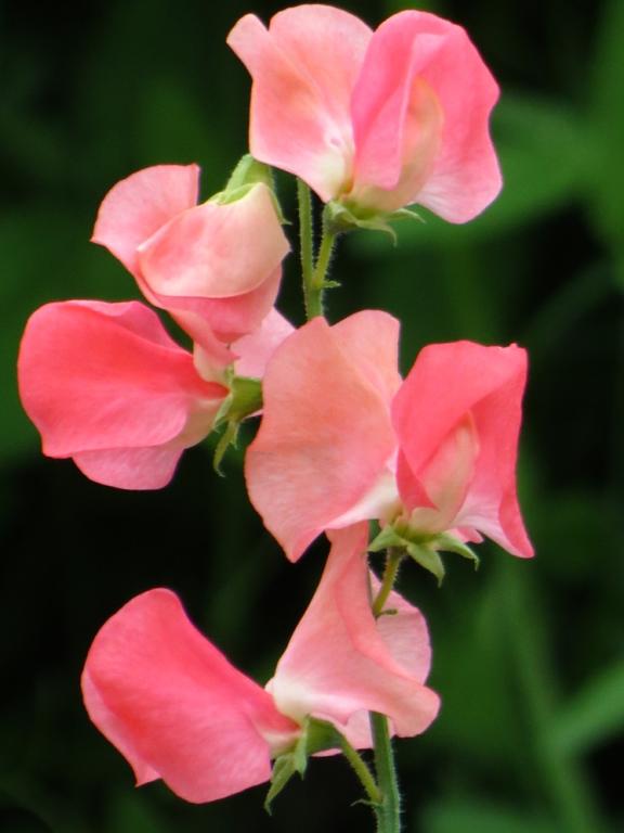 Lathyrus odoratus, 'Maloy'