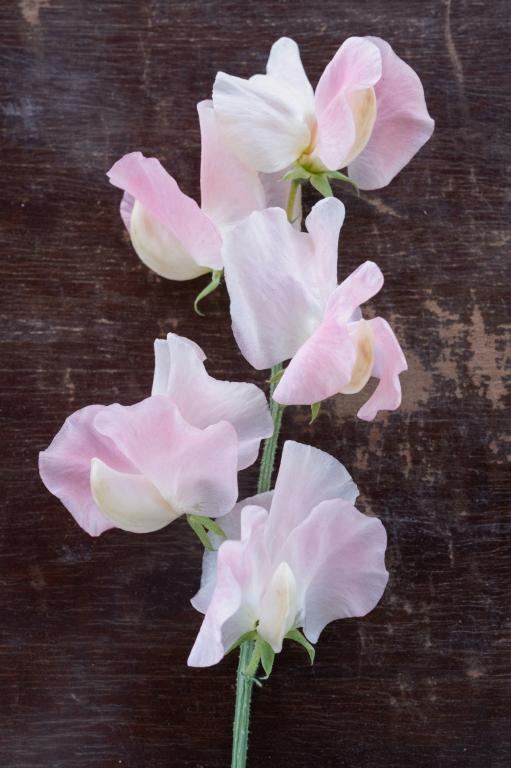 Lathyrus odoratus, 'Spring Sunshine Champagne'