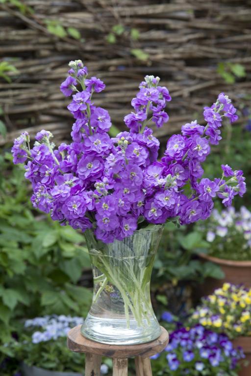 Matthiola incana, 'Anytime Lavender'