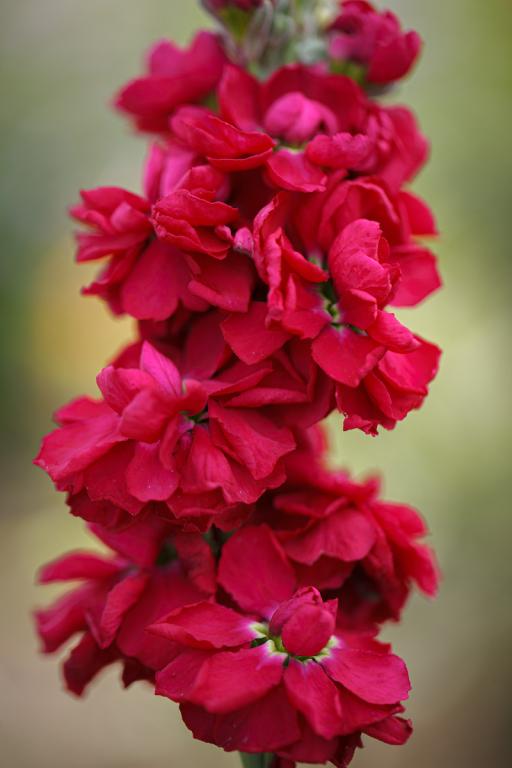 Matthiola incana, 'Anytime Red'