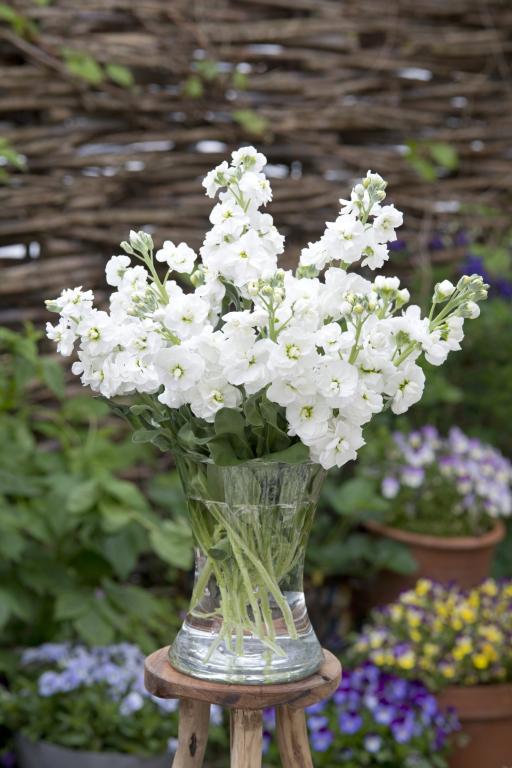Matthiola incana, 'Anytime White'