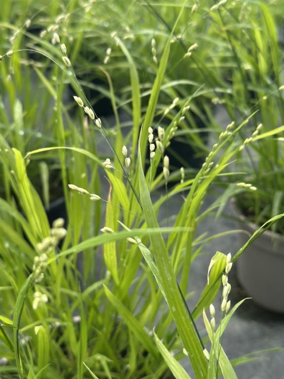 Melica uniflora f. albida
