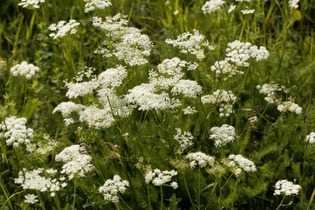Meum athamanticum