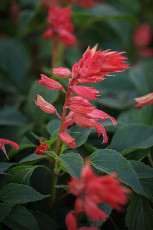 Salvia splendens, 'Estella Coral'