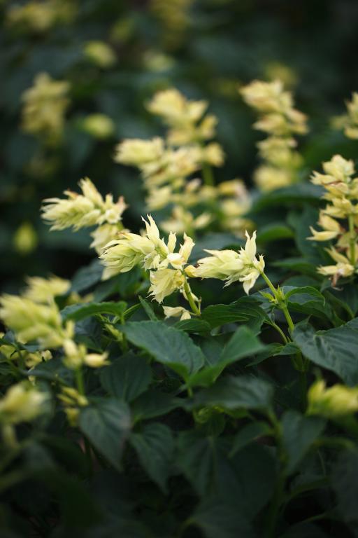 Salvia splendens, 'Estella White'