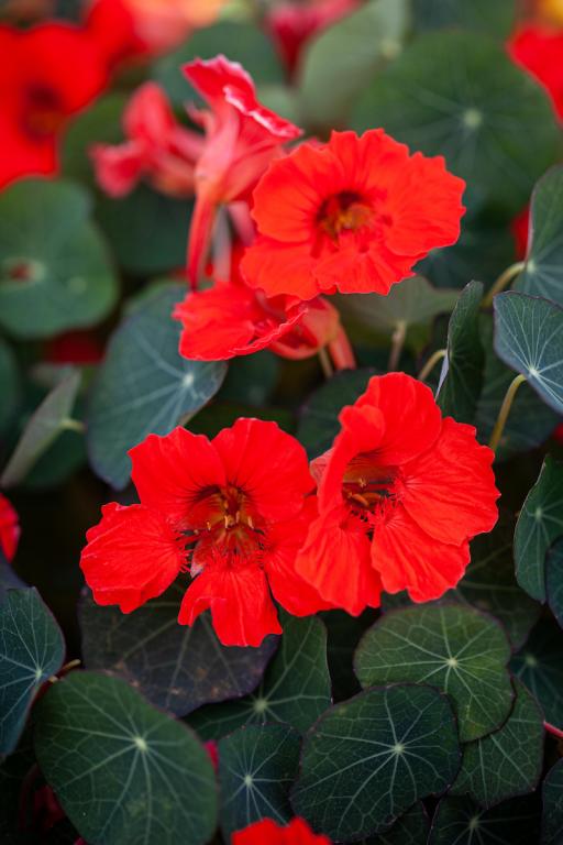 Tropaeolum minus, 'Coral Reef'