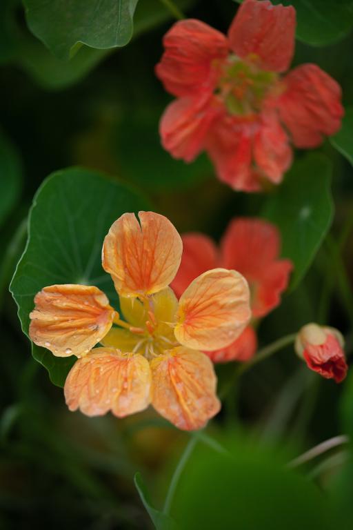 Tropaeolum minus, 'Whirlybird Apricot'