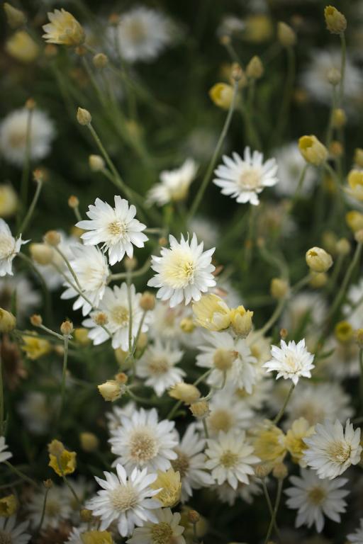 Xeranthemum annuum superbissimum album