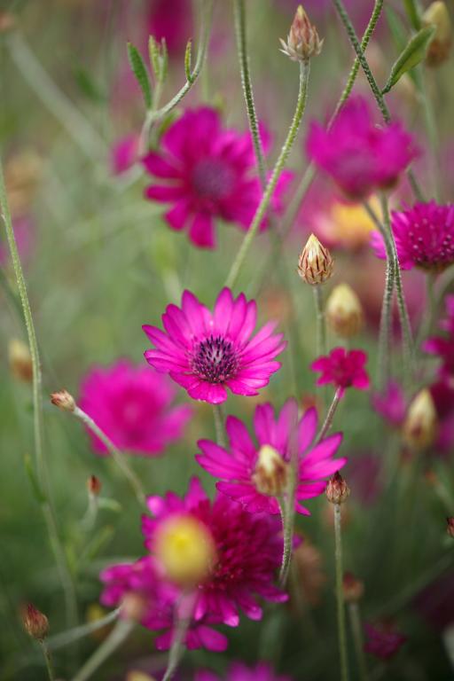 Xeranthemum annuum superbissimum purpureum