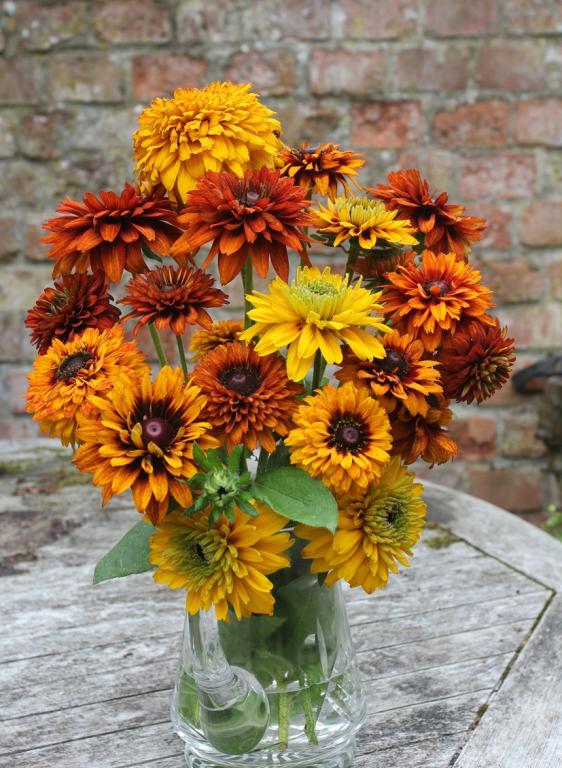 Rudbeckia hirta, 'Indian Summer'