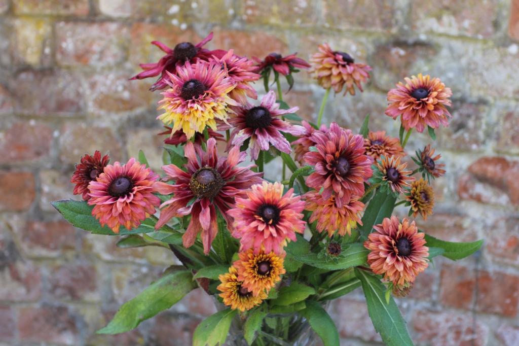 Rudbeckia hirta, 'Sherry Brandy'