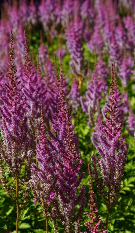 Astilbe chinensis