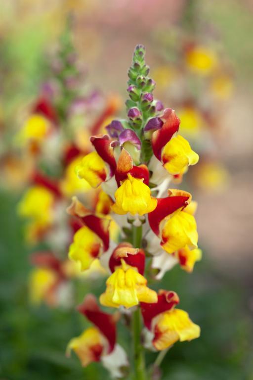 Antirrhinum majus, 'Mango Twist'