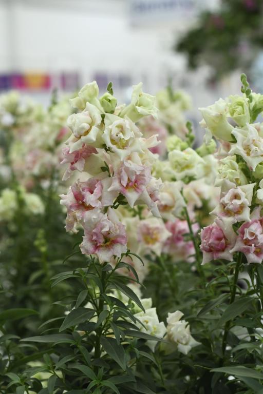 Antirrhinum majus, 'Sweet Duet Appleblossom', F1 Hybrid