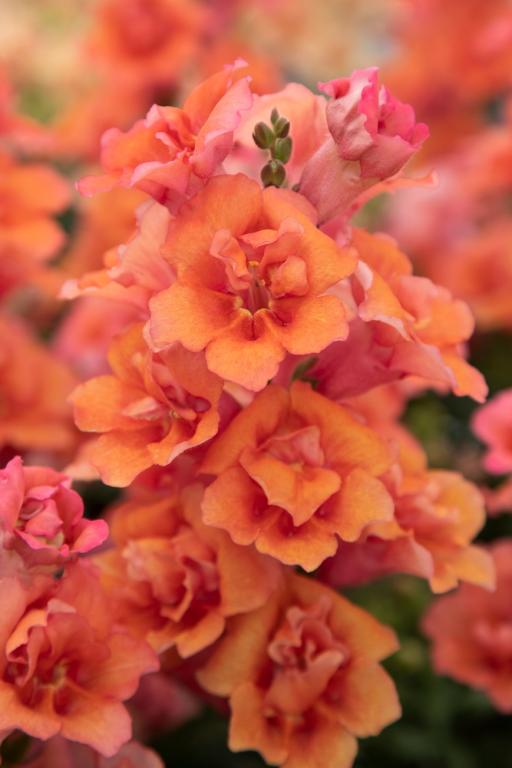 Antirrhinum majus, 'Sweet Duet Salmon', F1 Hybrid