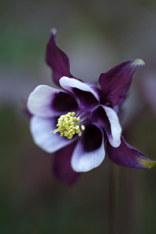 Aquilegia vulgaris, 'Magpie'